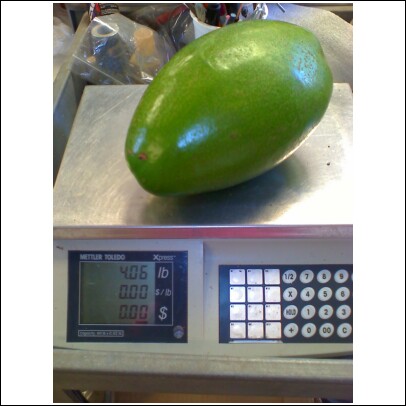 A JUMBO 4 lb avocado!