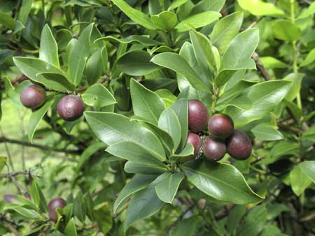 WARNING! Do not eat the fruit of this tree!