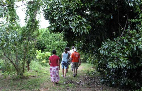 Strolling through 40 acres of tropical trees