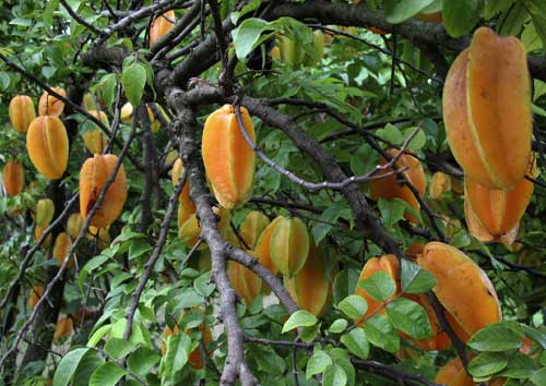 Star fruit hang like golden lanterns
