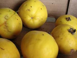 Arazá the "Amazonian pear"