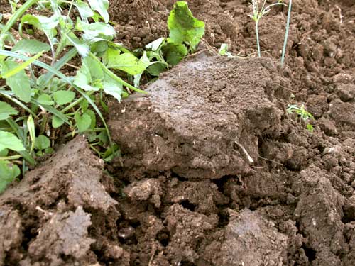 Wet soil clumps