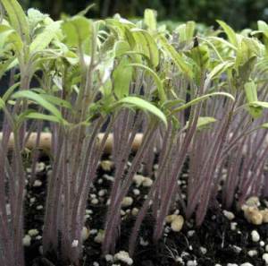 Heirloom tomato starts