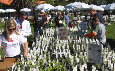 seedlings-shopping-1