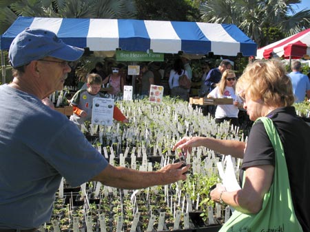 seedlings-shopping-2