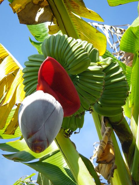 Such Mainifold color, with red at the center.