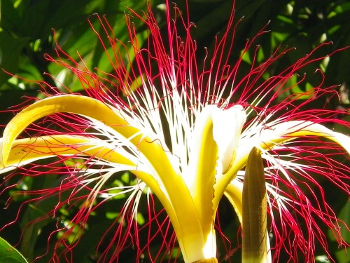 The Firework Flower
