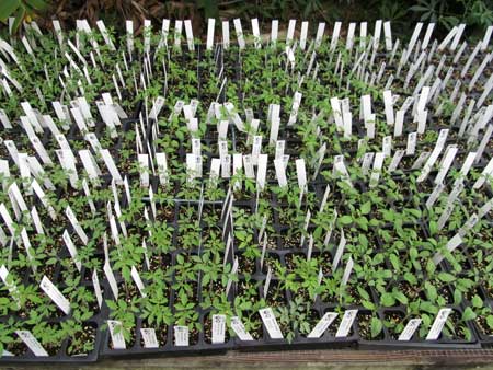 Heirloom tomato seedlings. (GrowFest! 2012)