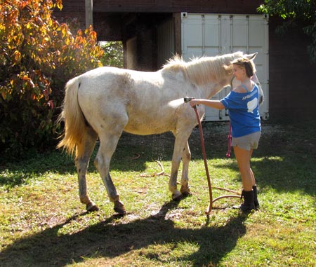Rachel gives Bali a bath.