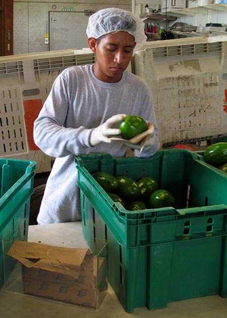 Cleaning and grading avocados.