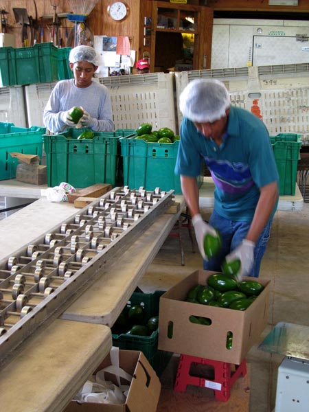 Filling boxes to be sold under Uncle Matt's brand.