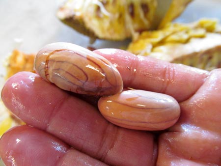 Jackfruit seeds can be cooked and eaten.