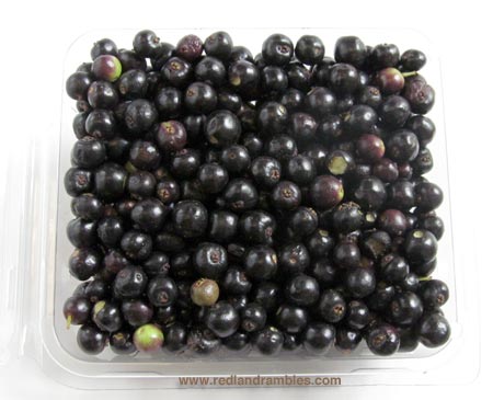 Ripe fresh allspice berries, half pint.