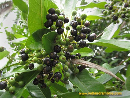 Ripe allspice berries