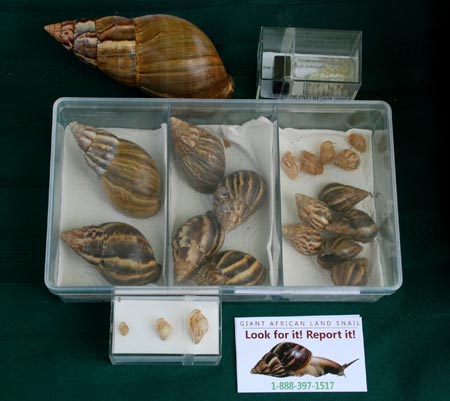 Giant African Land Snails (GALS) in carious stages of growth. A sample of their eggs is in the upper right corner.