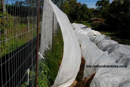 Reemay draped over tomato trellis before getting tied down. Bush beans got covered too.