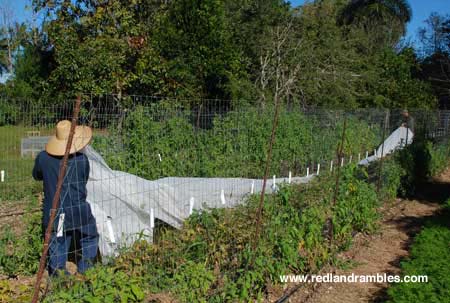 Salvador and Mike unroll Reemay to cover a row of heirloom tomatoes.