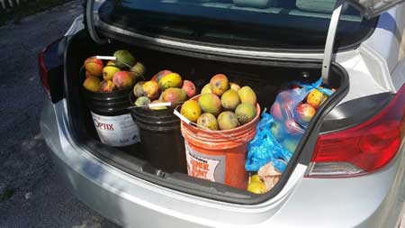 Got mangoes? Photo by Serge Penton.