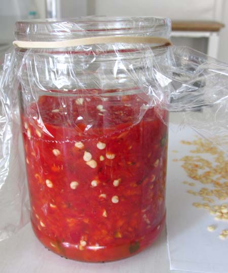 Sriracha, day one of fermentation. On the right are seeds saved from five peppers. 