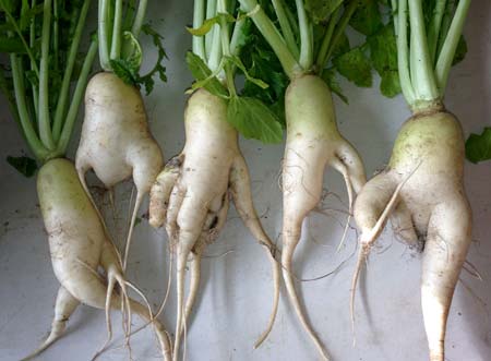 Dancing daikon