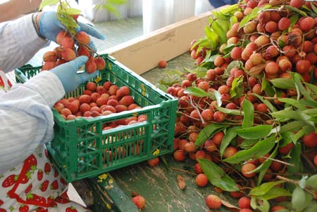 Lychees going from the branch to the bin.