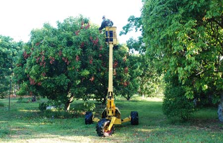 Picking lychees with a cherry picker.