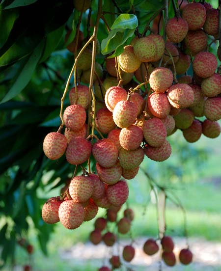 Clusters of lychees ripening in the morning sun.