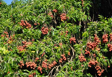 Trees loaded with fruit ripening in the sun.