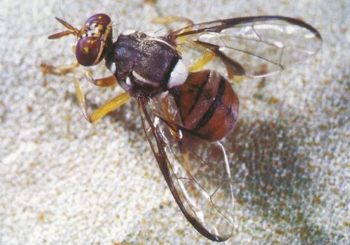 Oriental Fruit Fly