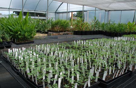 Heirloom tomato and pepper seedlings in the foreground, and a forest of ginger and turmeric in the back.